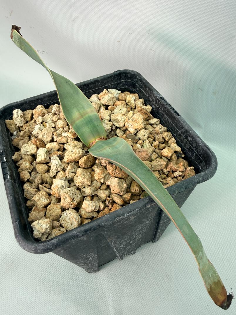 Welwitschia Mirabilis 08