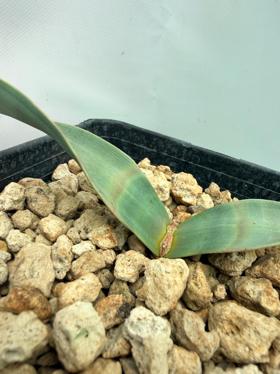 Welwitschia Mirabilis 09