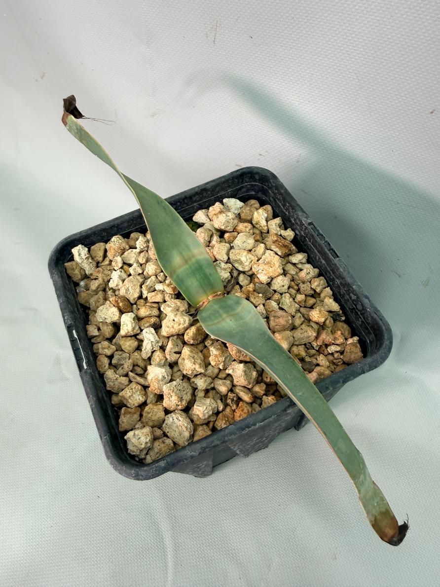 Welwitschia Mirabilis 01
