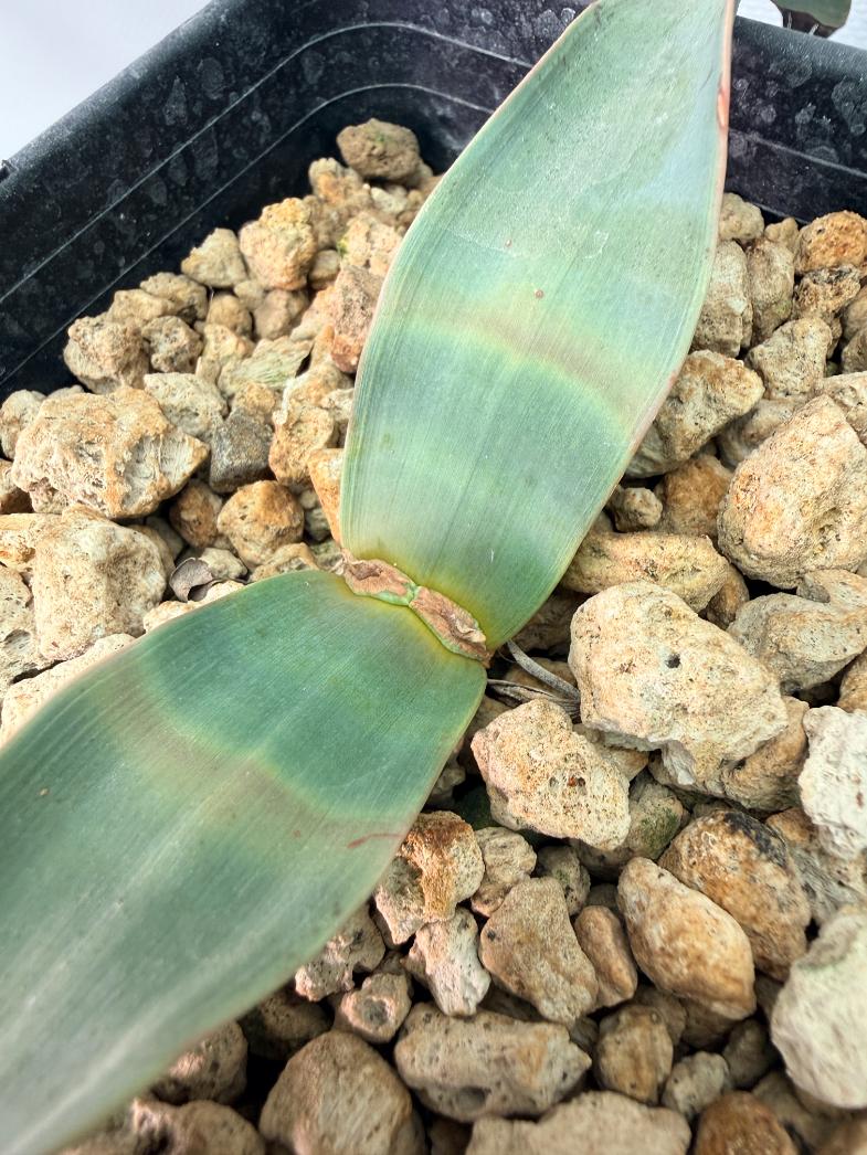 Welwitschia Mirabilis 02