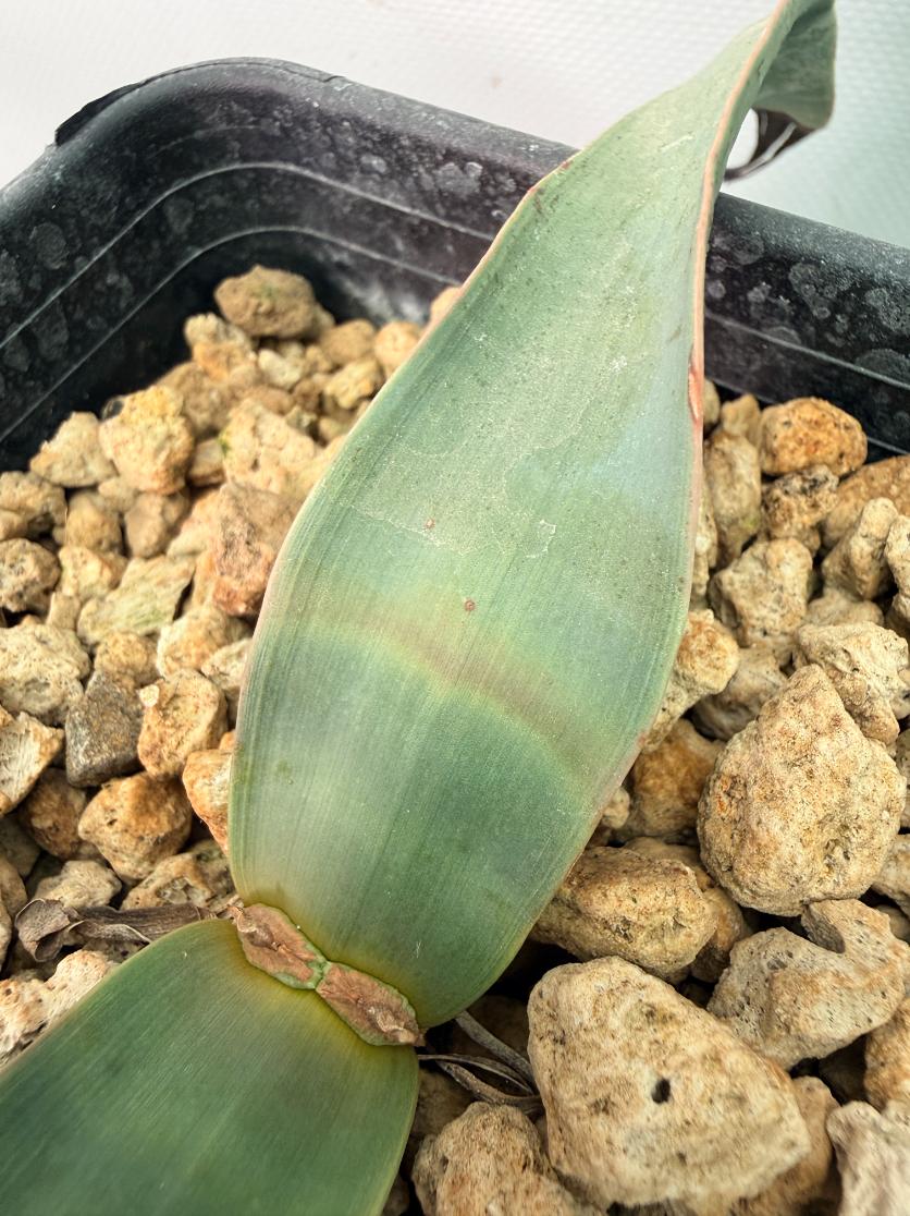 Welwitschia Mirabilis 03