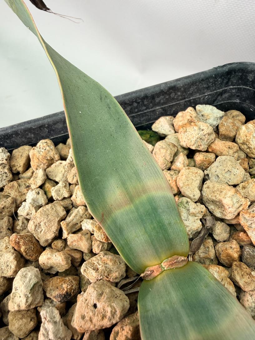 Welwitschia Mirabilis 04