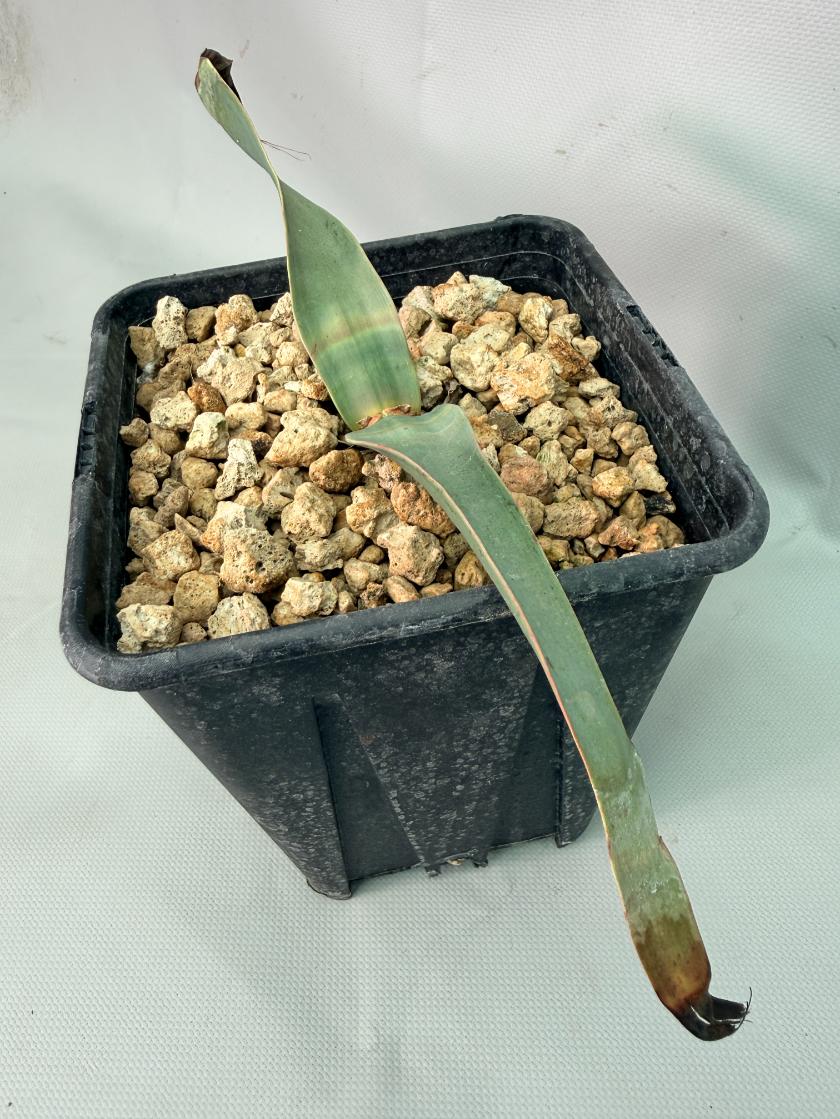 Welwitschia Mirabilis 05