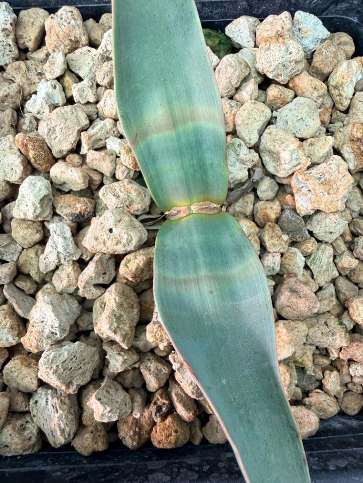 Welwitschia Mirabilis 06