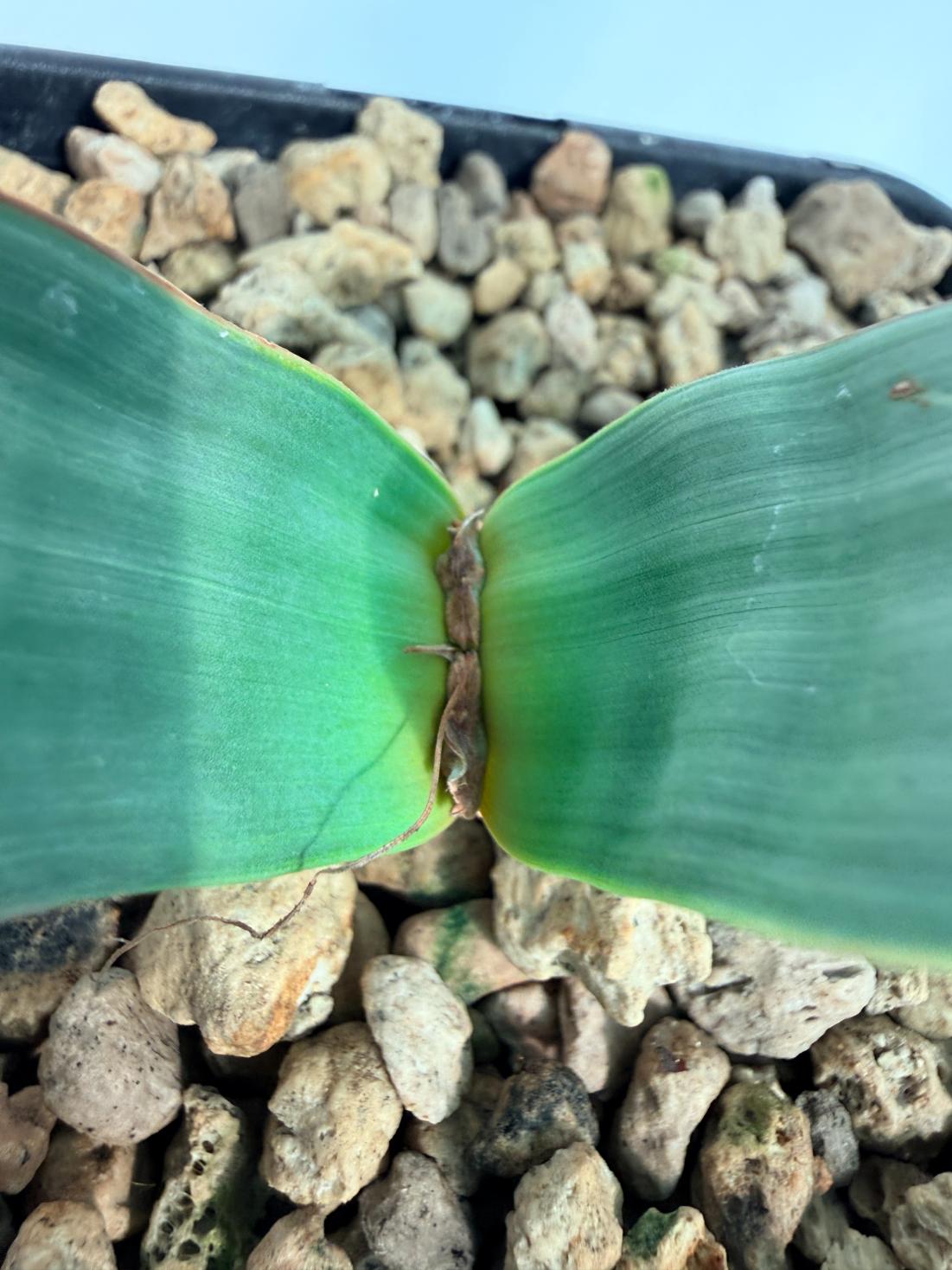 Welwitschia Mirabilis 10