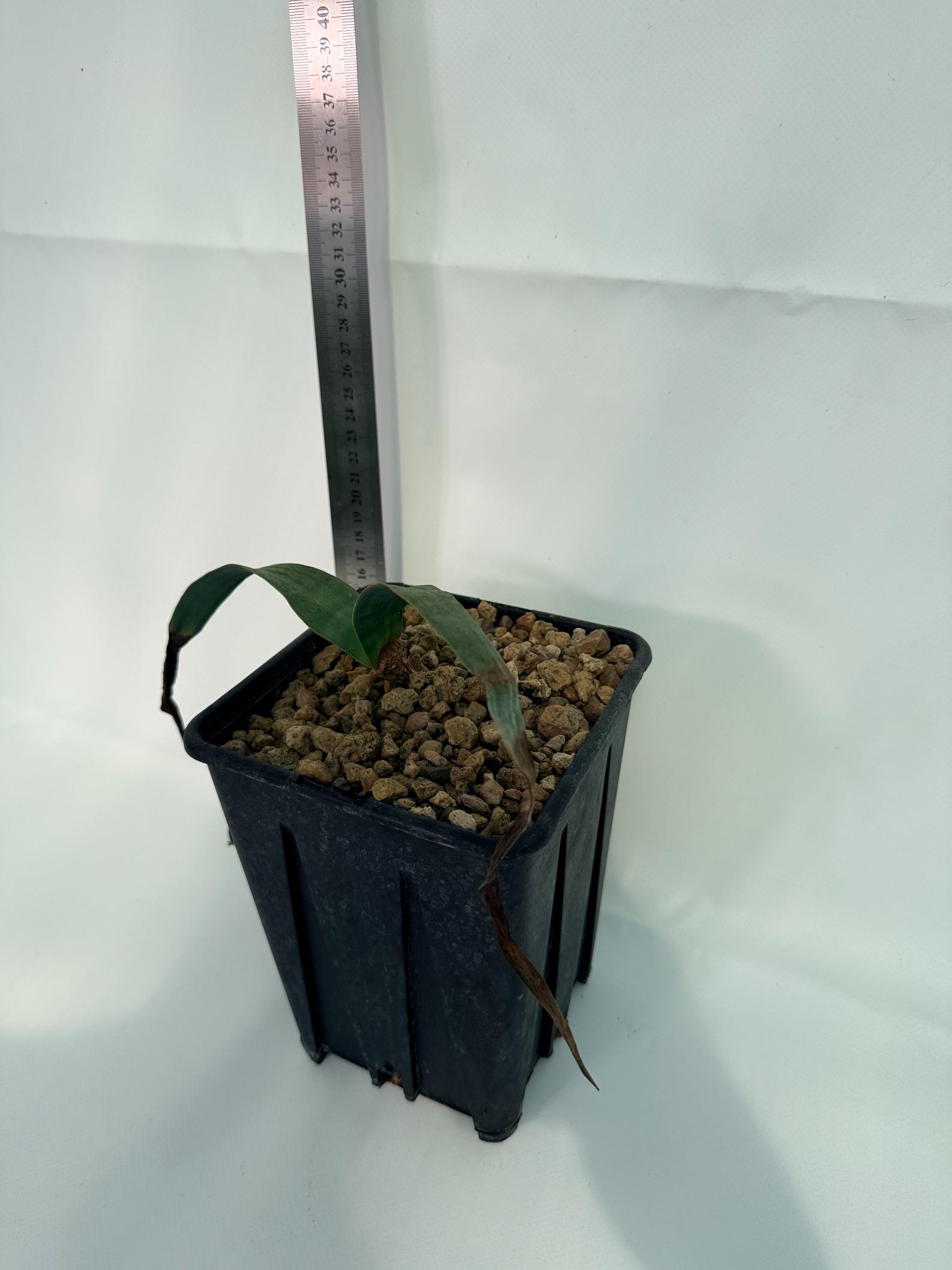 Welwitschia Mirabilis 9