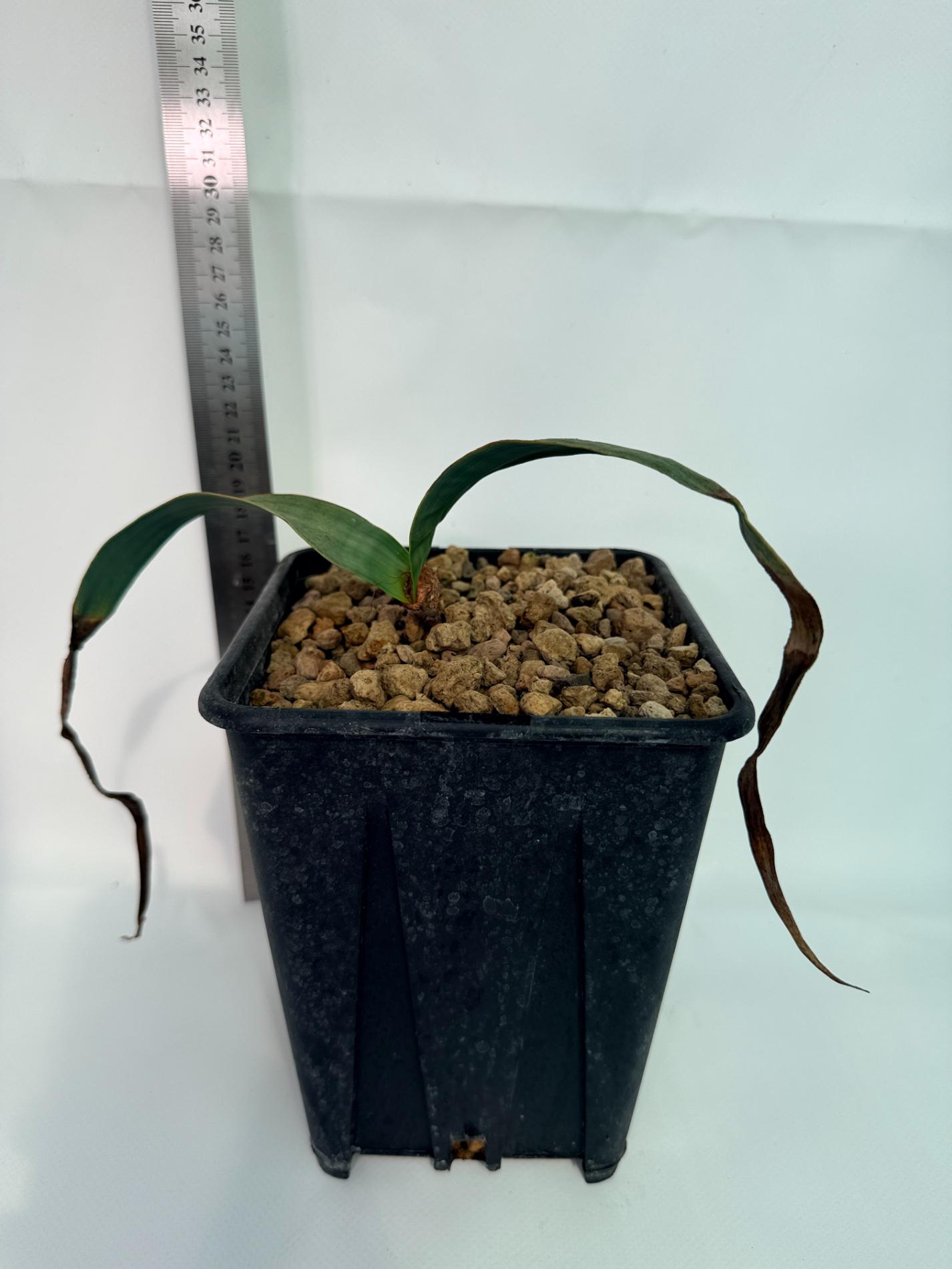 Welwitschia Mirabilis 5