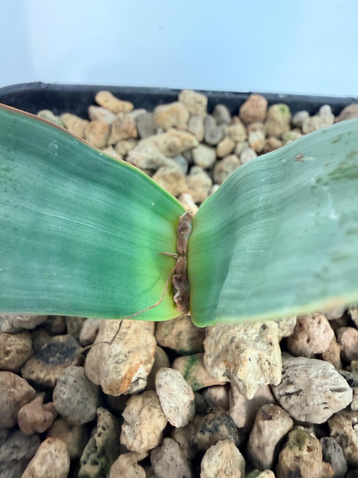Welwitschia Mirabilis 2