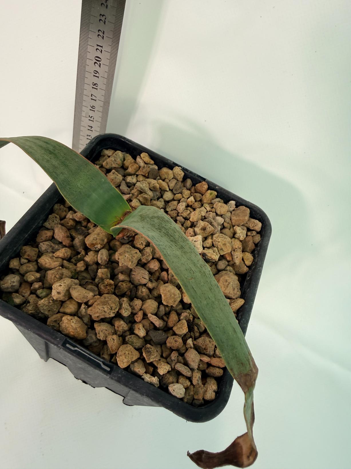 Welwitschia Mirabilis 3