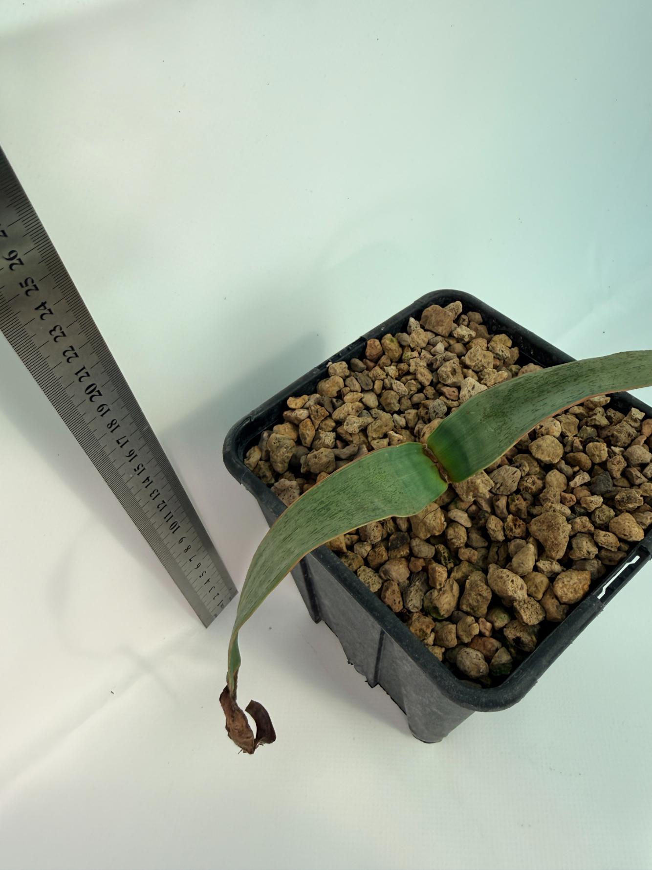 Welwitschia Mirabilis 6