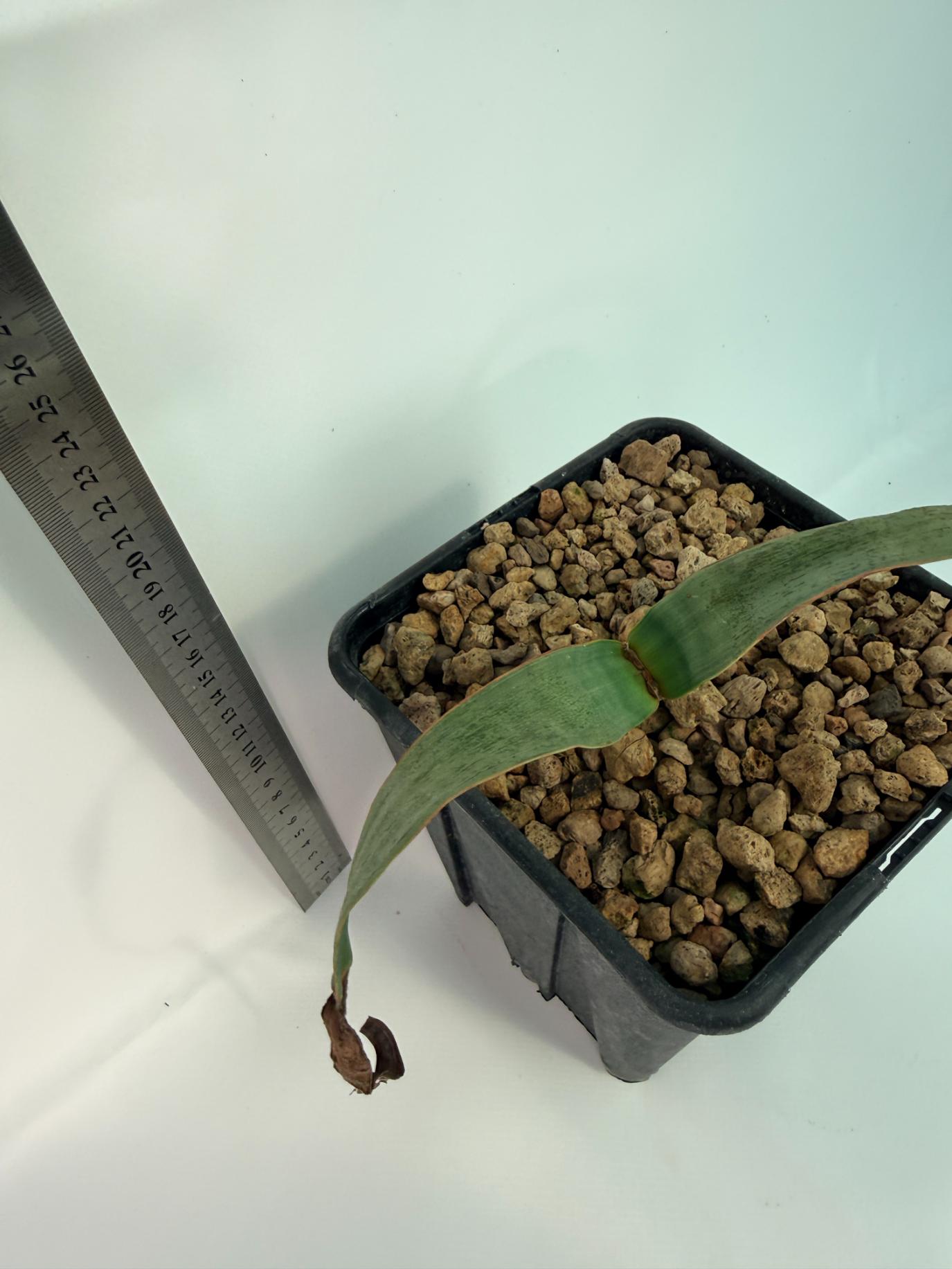 Welwitschia Mirabilis 7