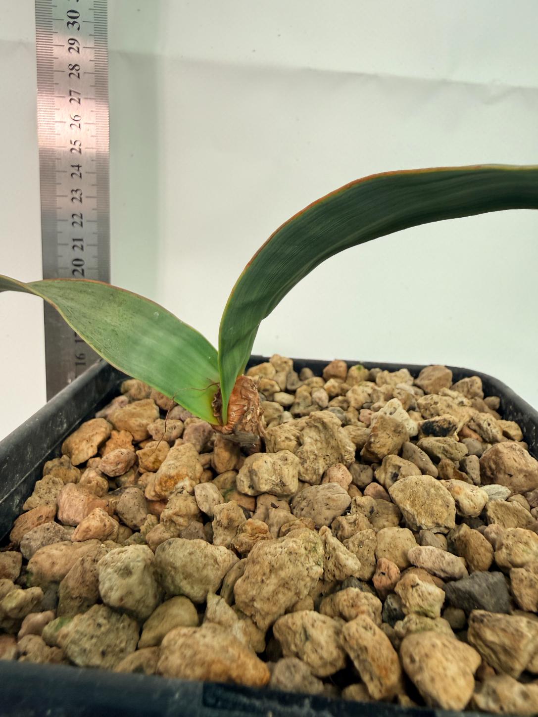 Welwitschia Mirabilis | Welovetropicalplants
