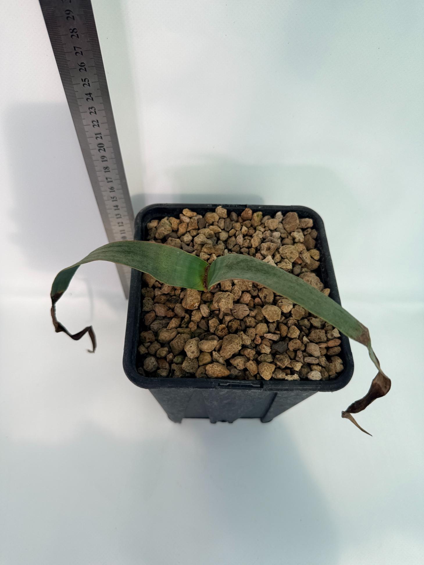 Welwitschia Mirabilis | Welovetropicalplants