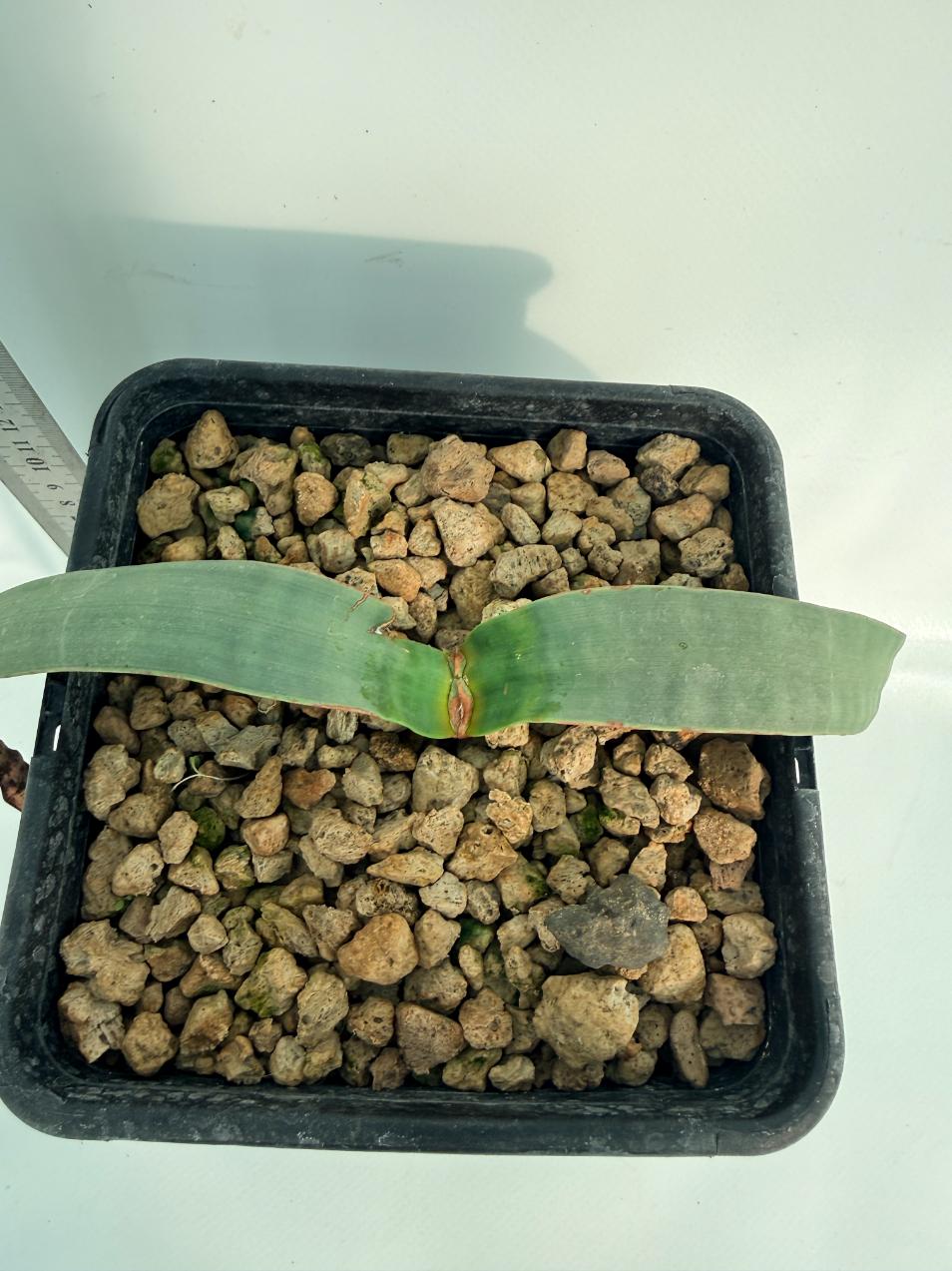 Welwitschia Mirabilis | Welovetropicalplants