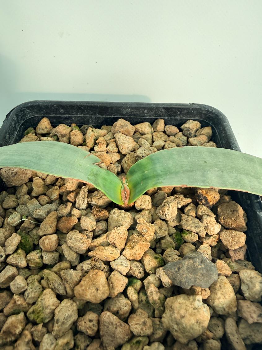 Welwitschia Mirabilis | Welovetropicalplants