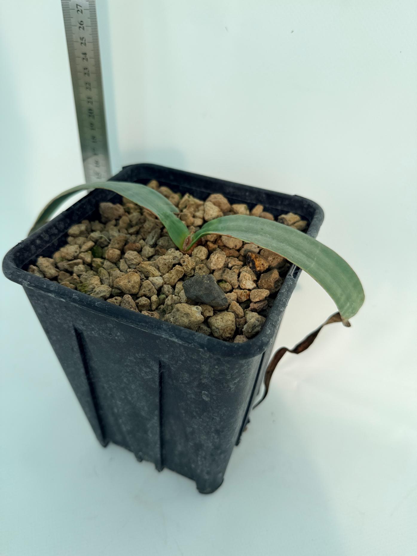 Welwitschia Mirabilis 1