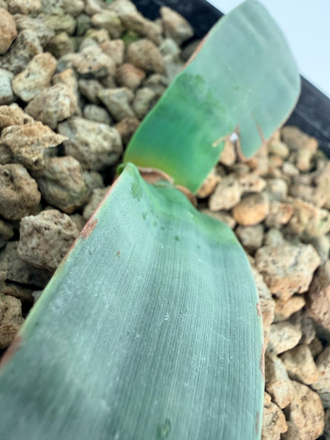 Welwitschia Mirabilis 5