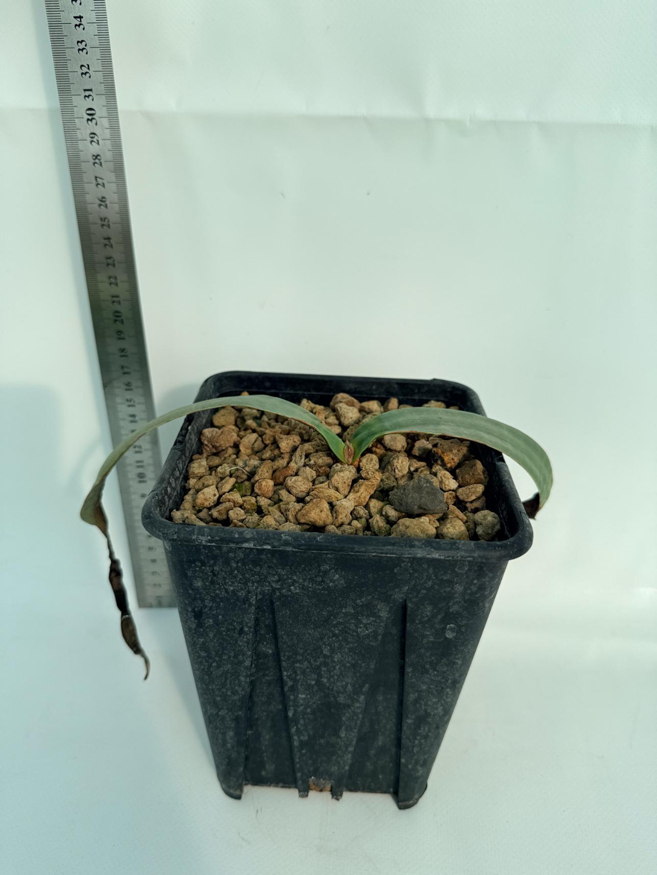 Welwitschia Mirabilis 6