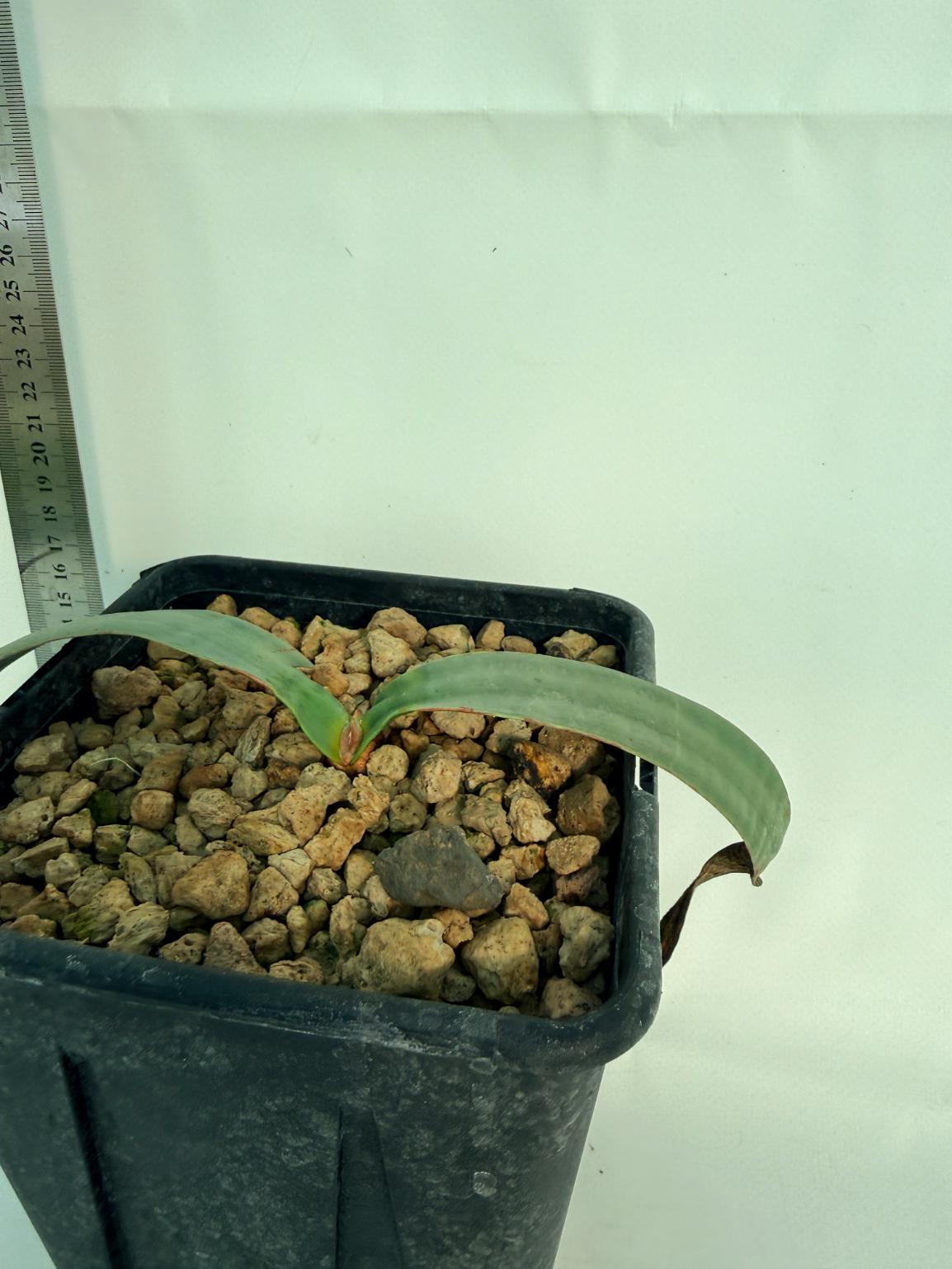 Welwitschia Mirabilis 7