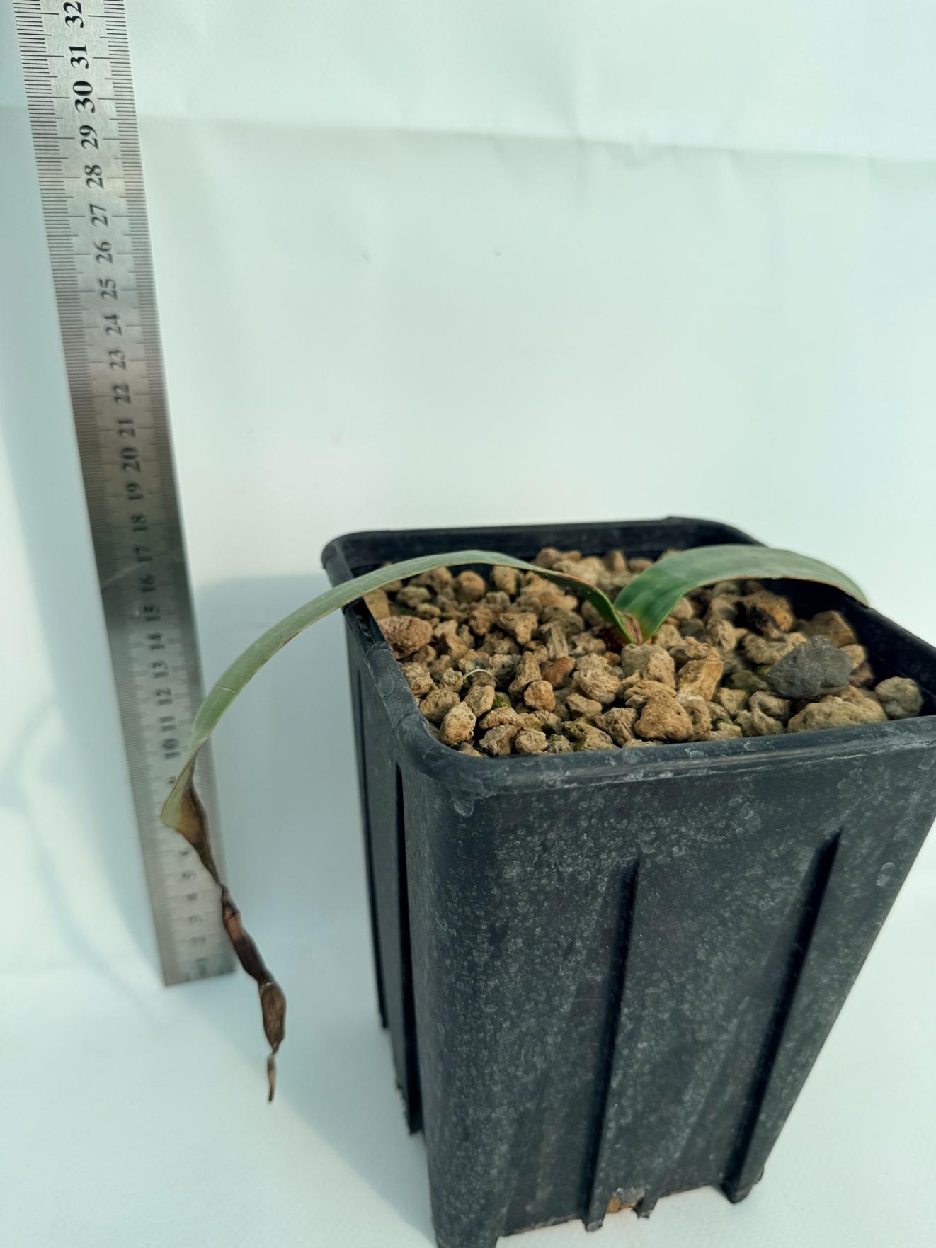 Welwitschia Mirabilis 8