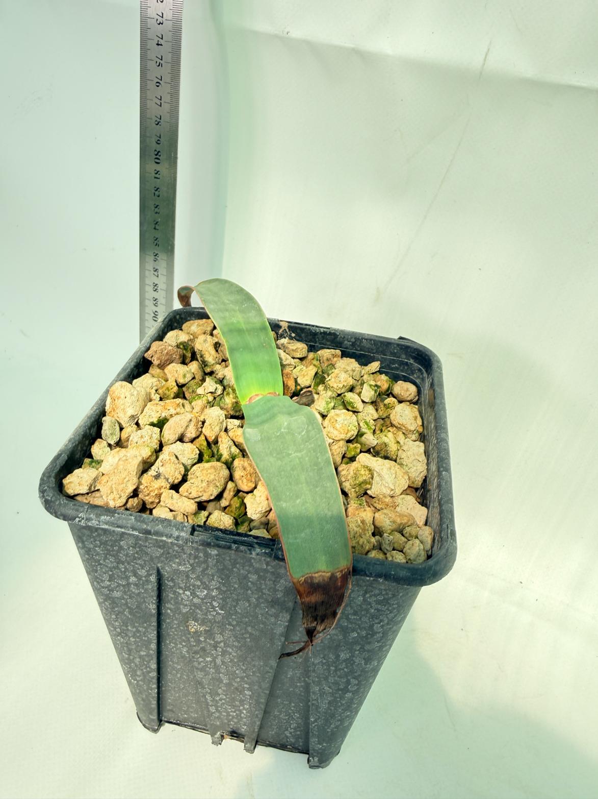 Welwitschia Mirabilis 5
