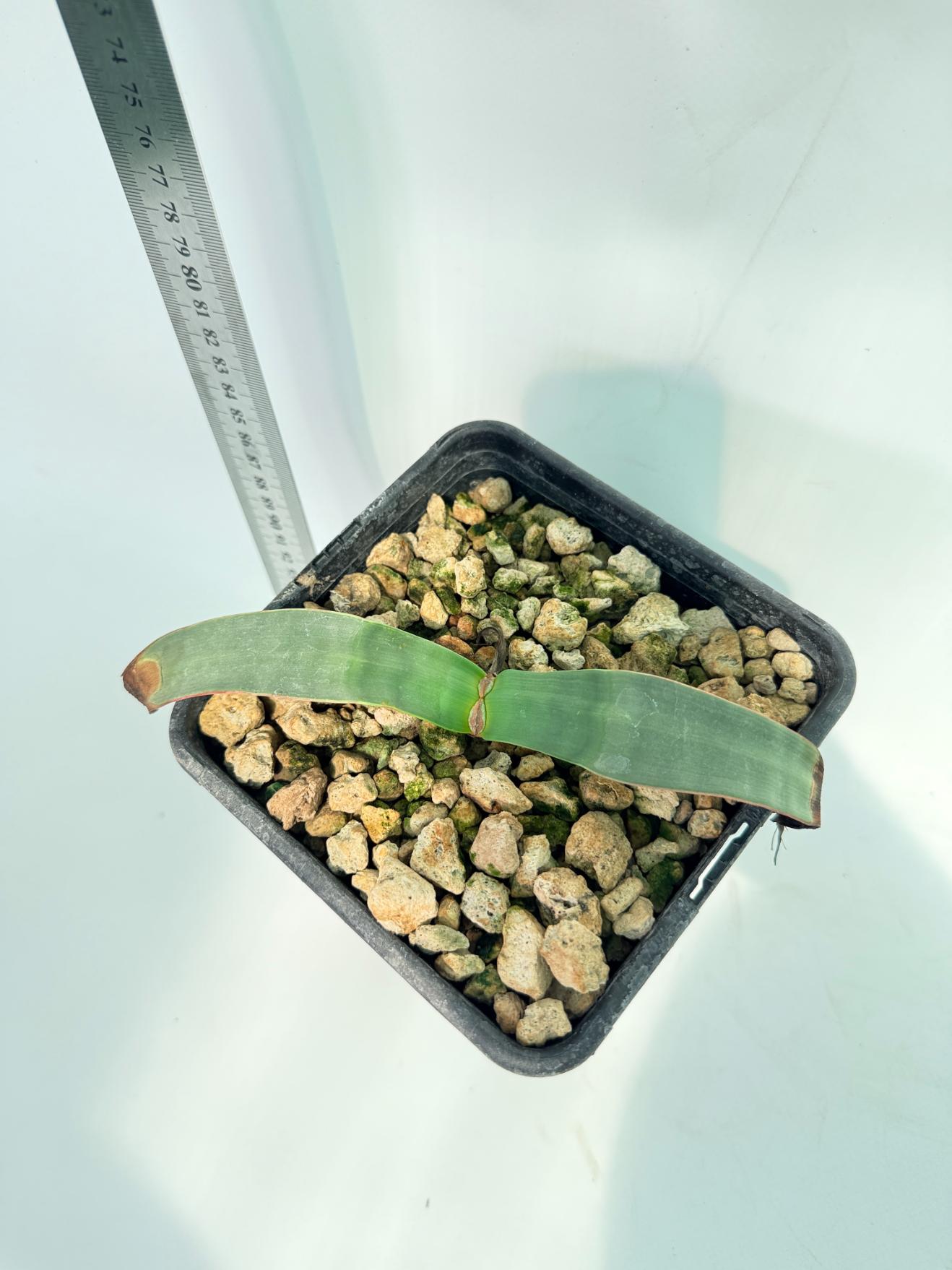 Welwitschia Mirabilis 2
