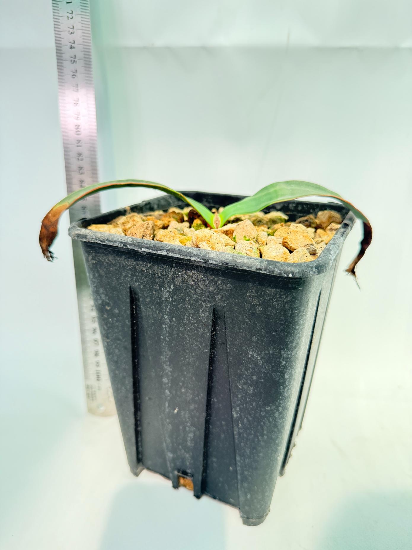 Welwitschia Mirabilis 6