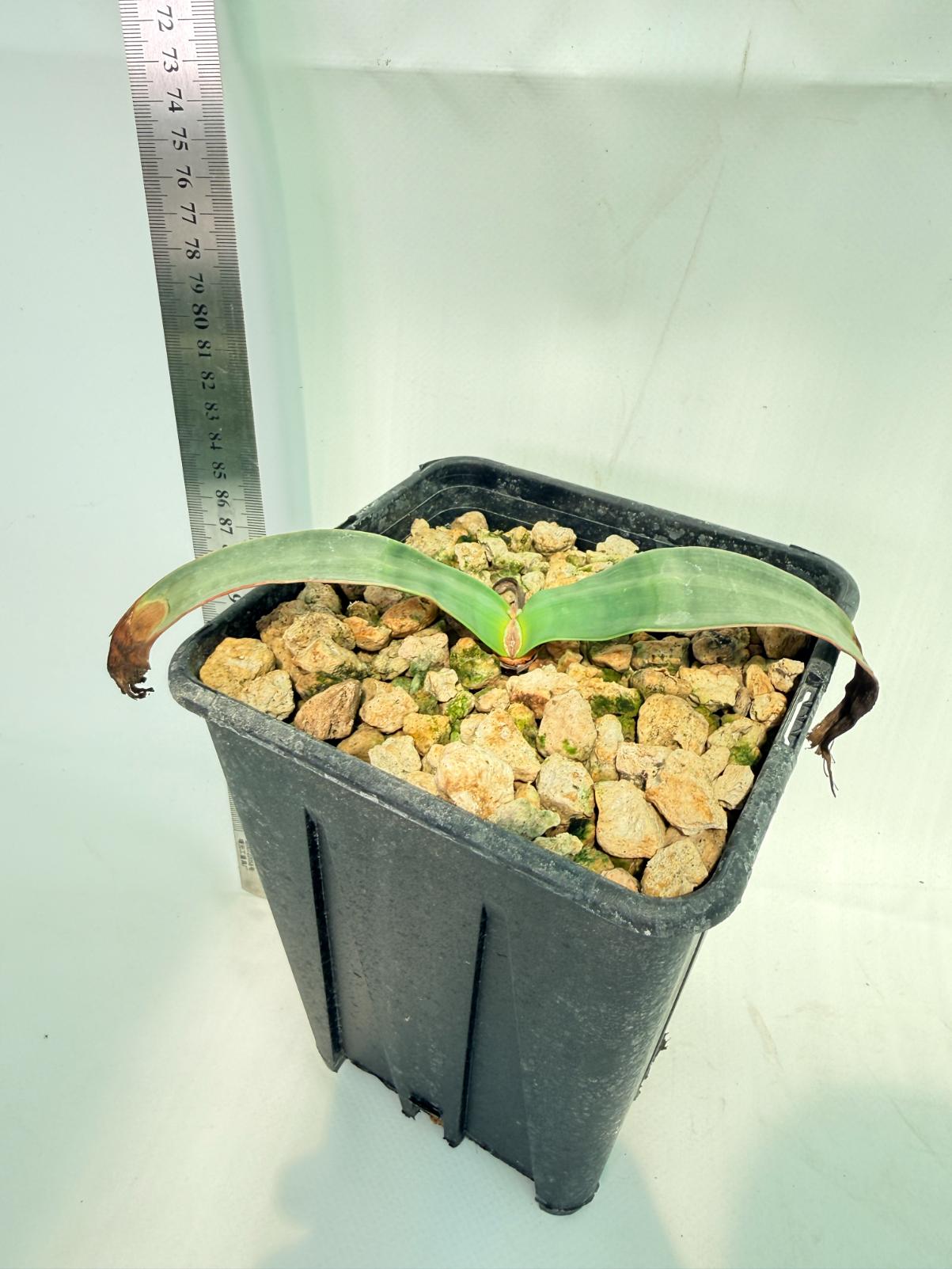 Welwitschia Mirabilis 7