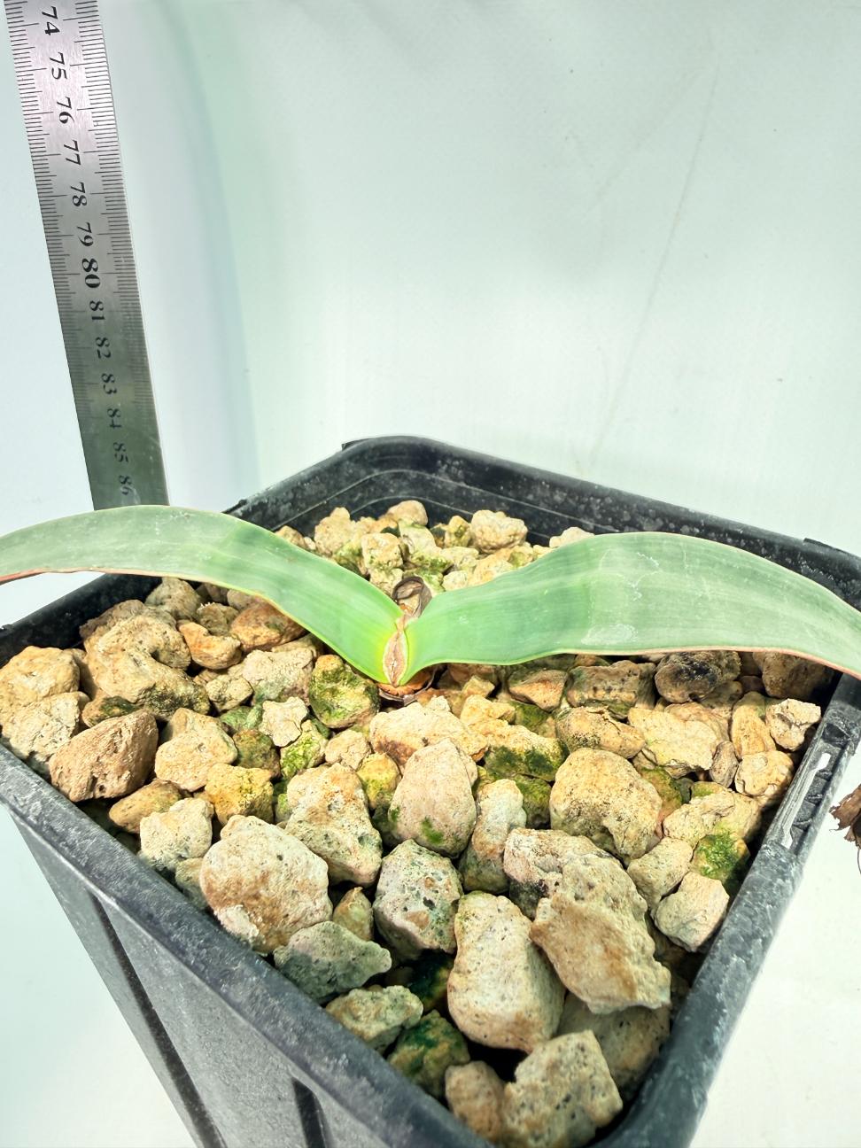 Welwitschia Mirabilis 4