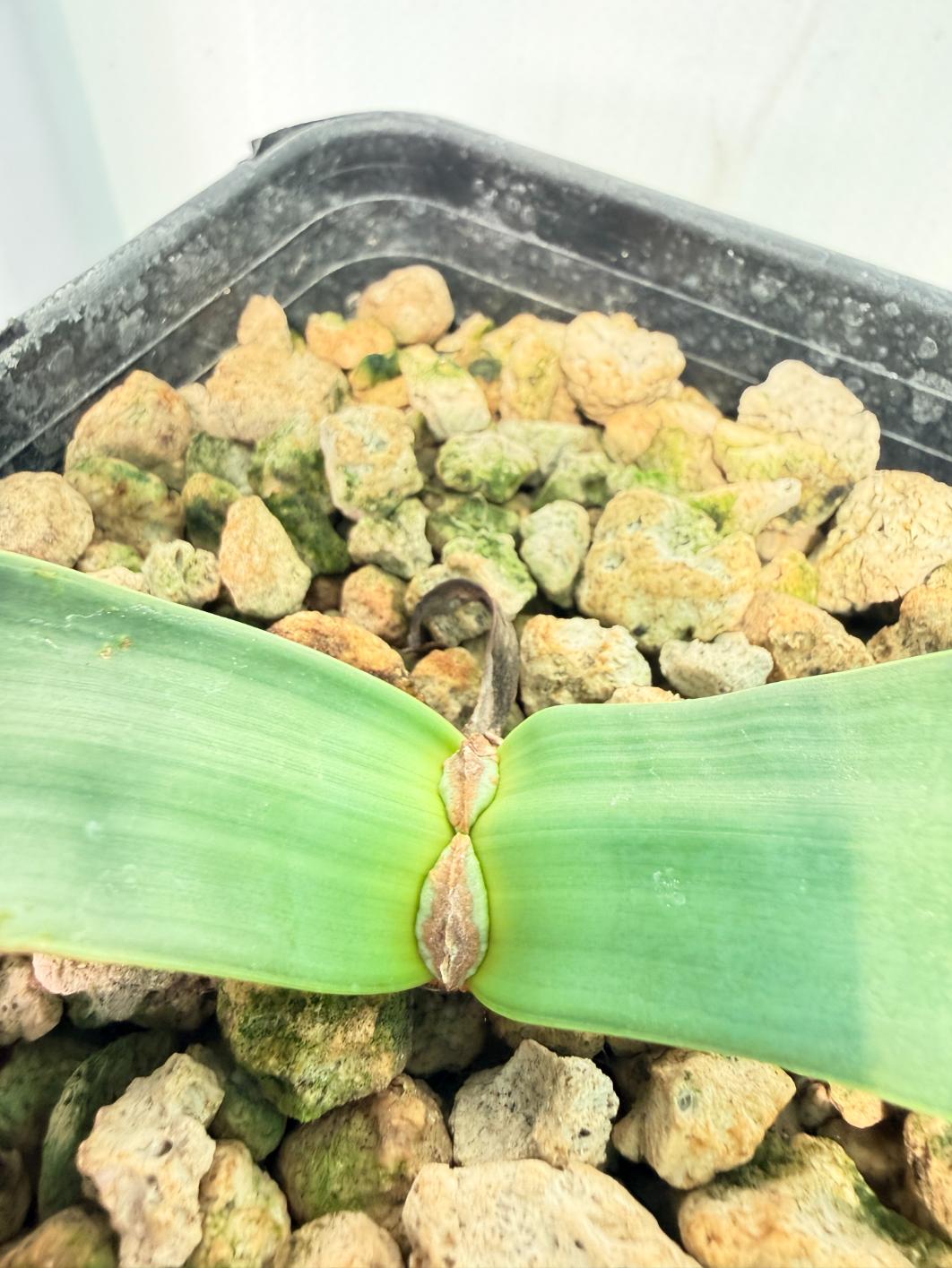 Welwitschia Mirabilis 3