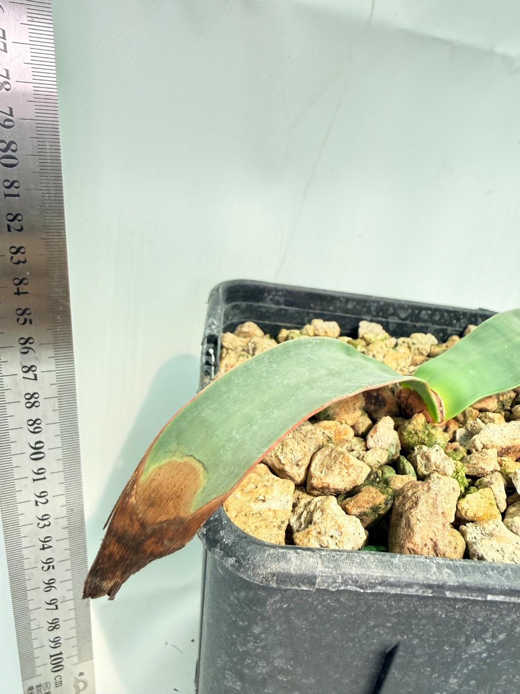 Welwitschia Mirabilis 8