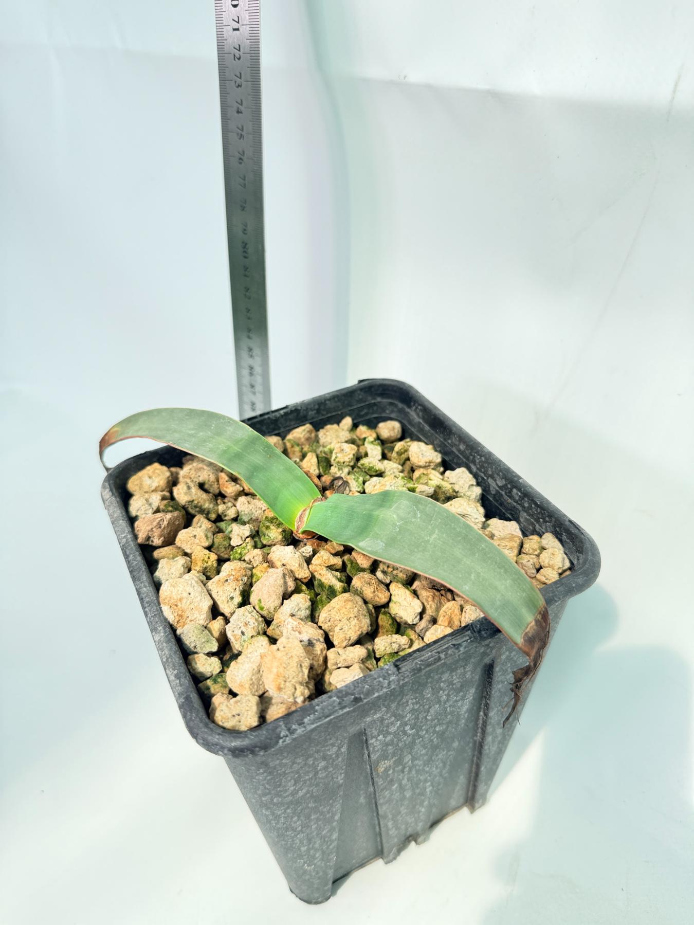 Welwitschia Mirabilis 1