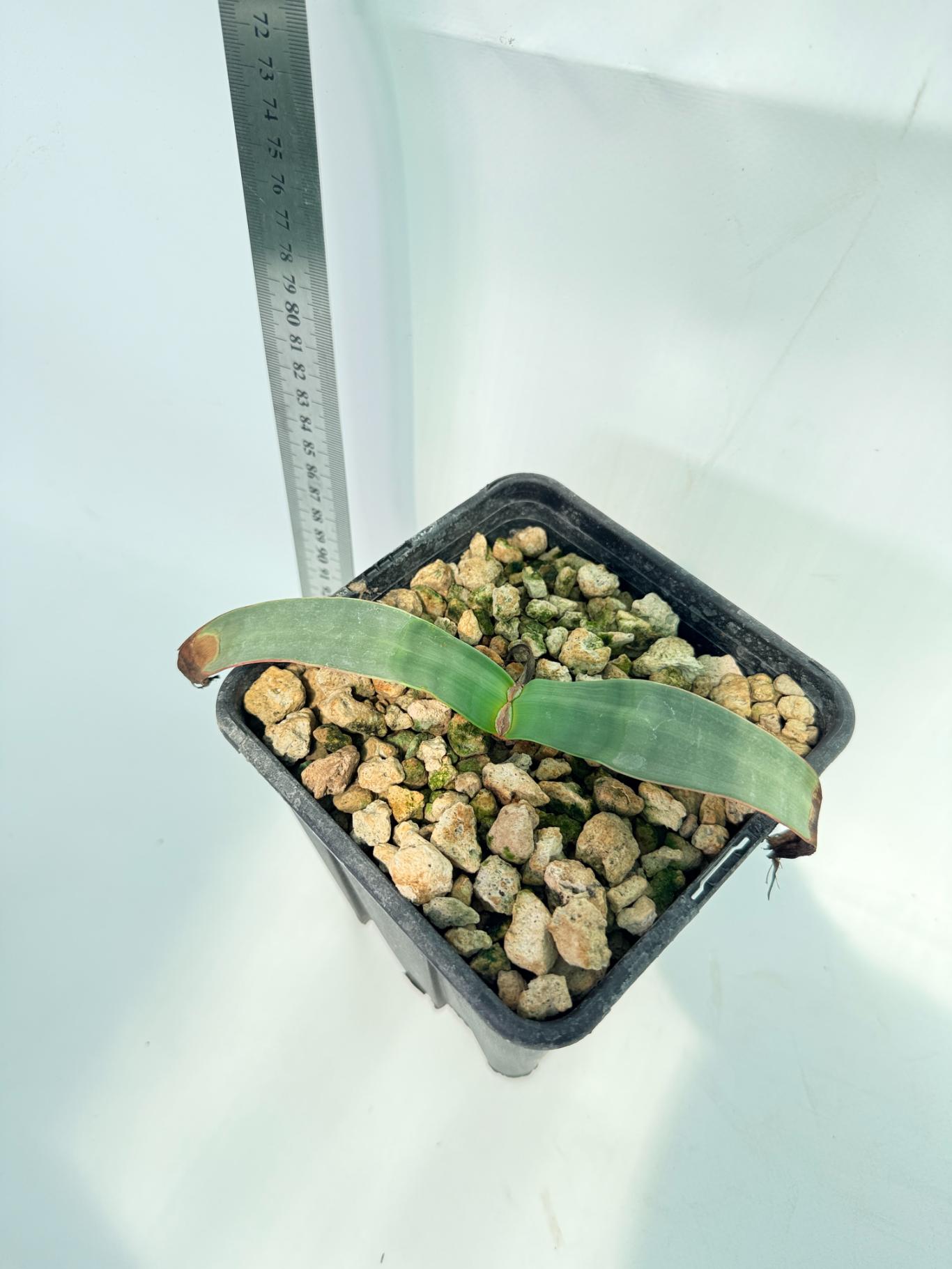 Welwitschia Mirabilis 9