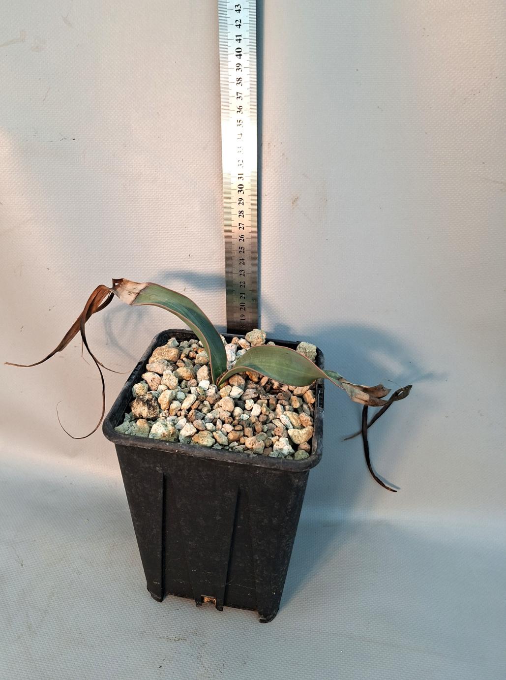 Welwitschia mirabilis