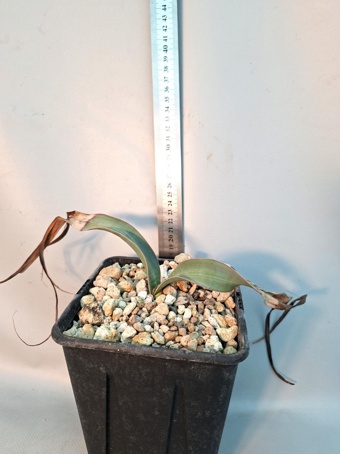 Welwitschia Mirabilis