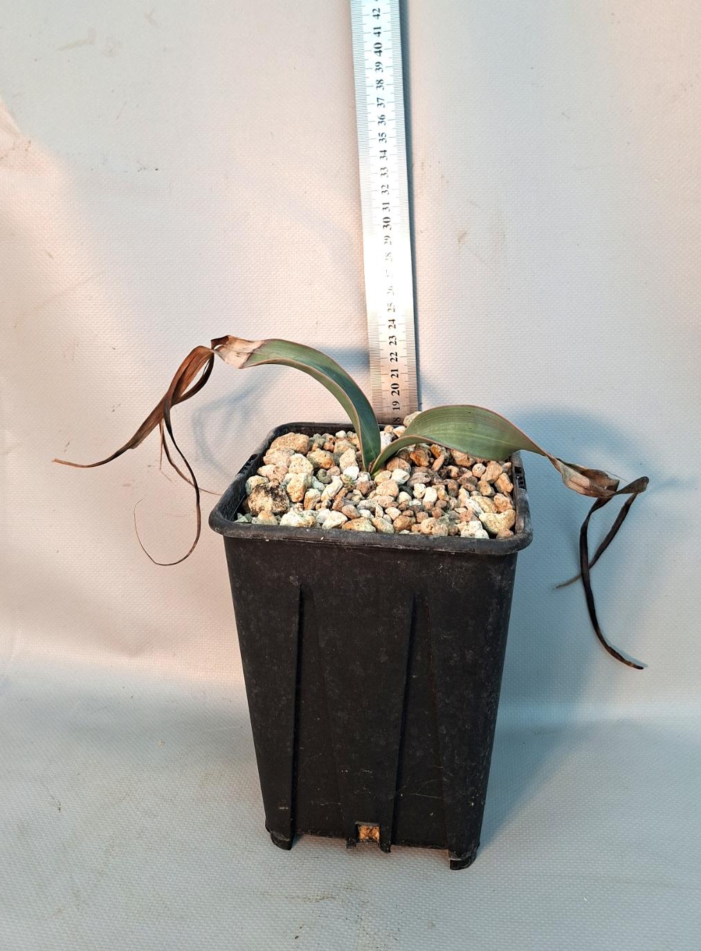 Welwitschia Mirabilis | Welovetropicalplants