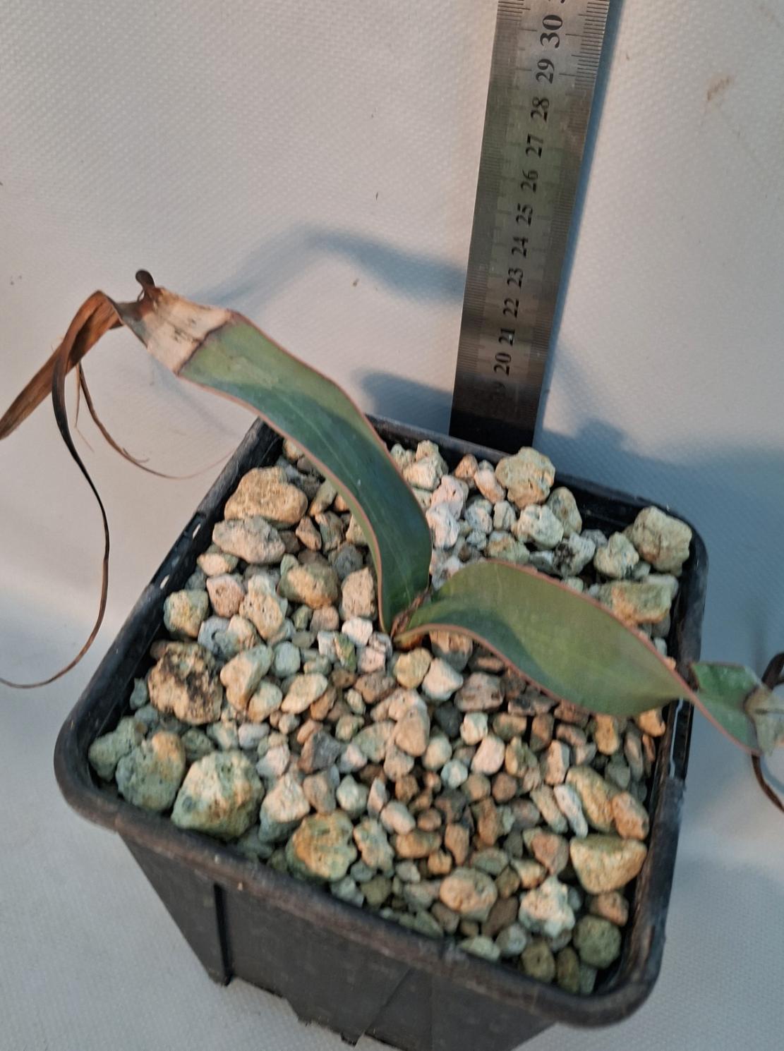 Welwitschia mirabilis