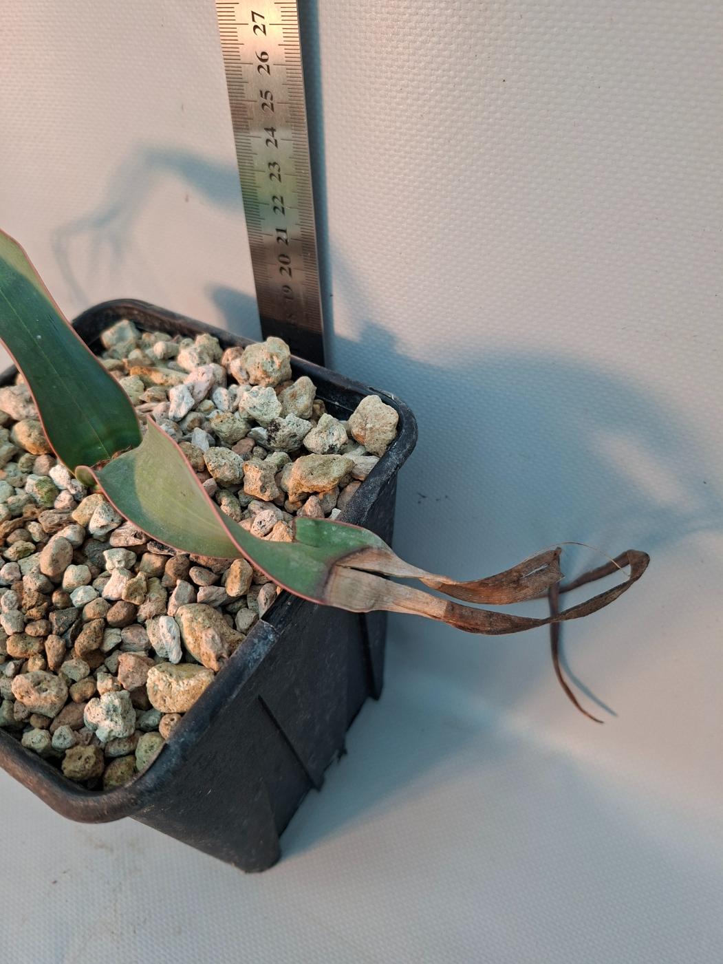 Welwitschia mirabilis