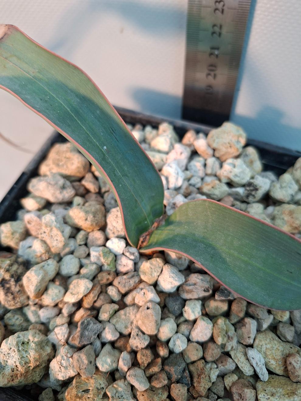 Welwitschia mirabilis