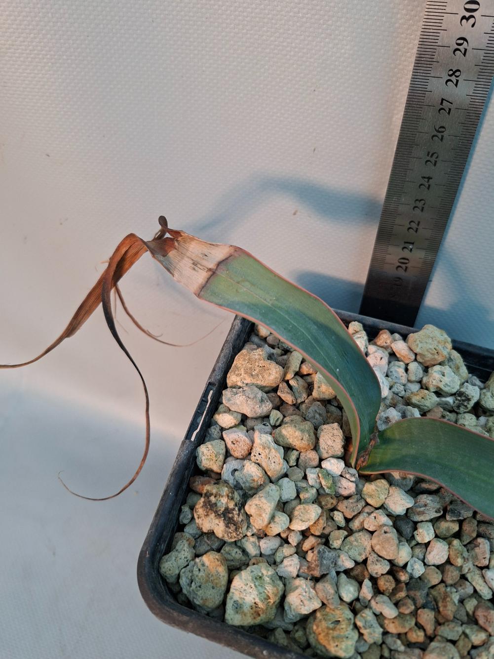 Welwitschia mirabilis