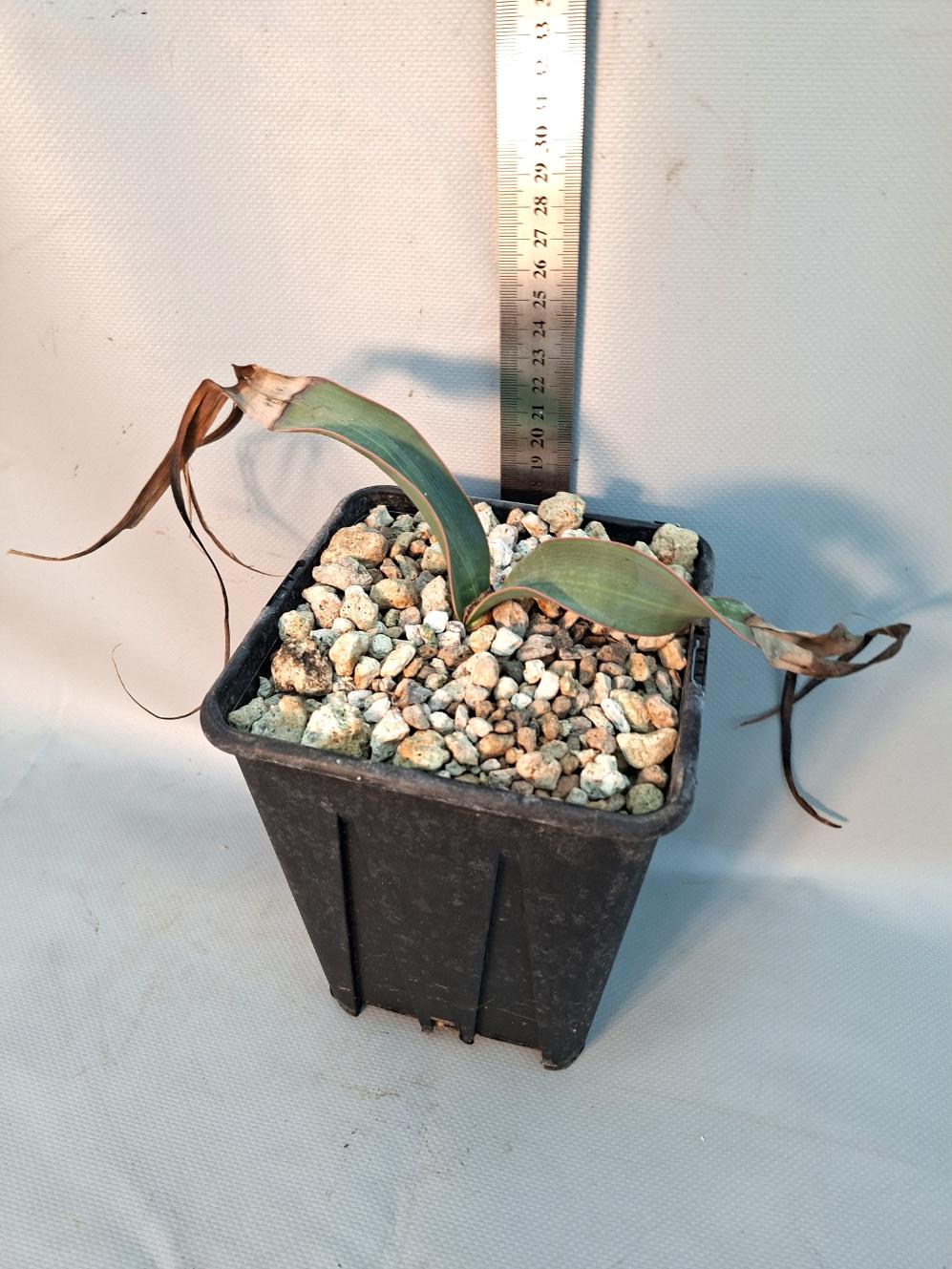 Welwitschia mirabilis