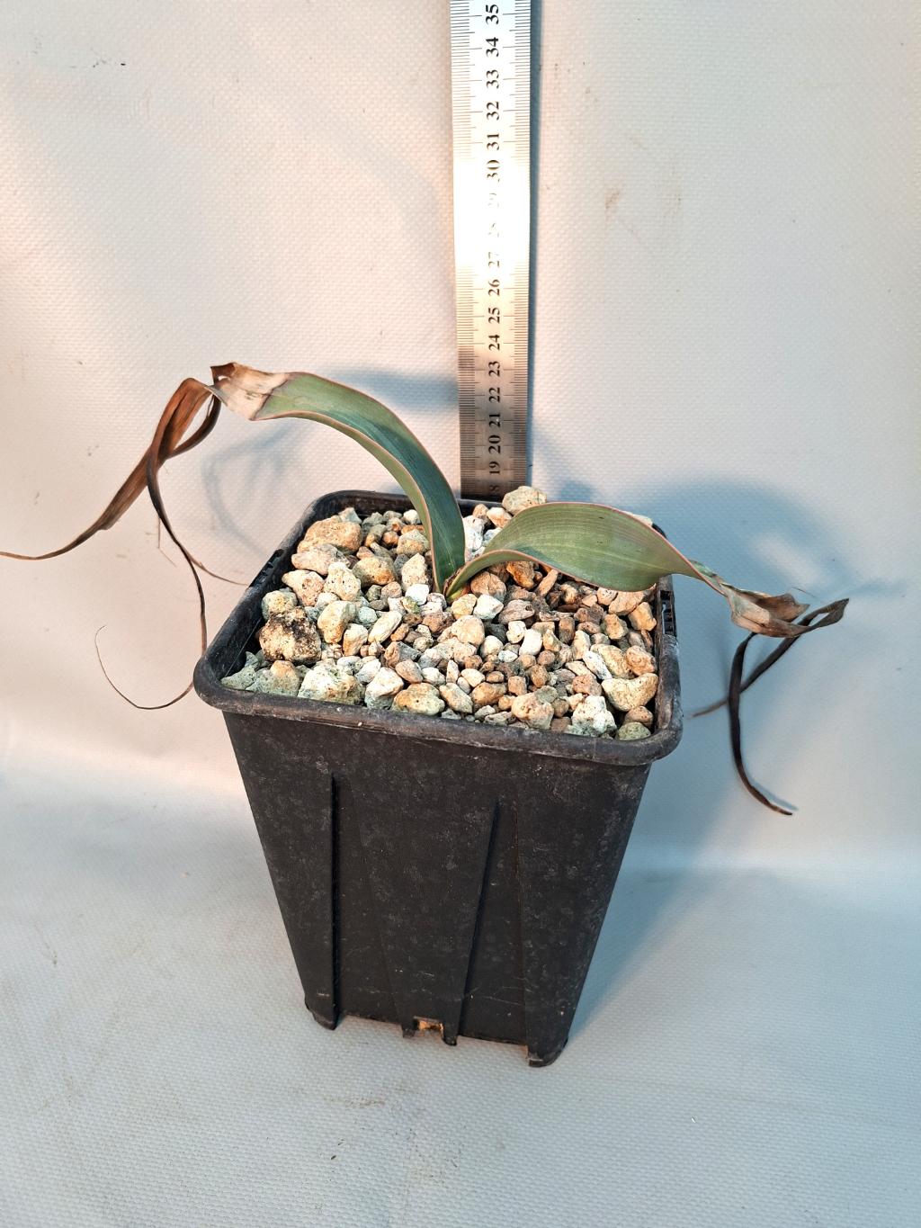 Welwitschia mirabilis