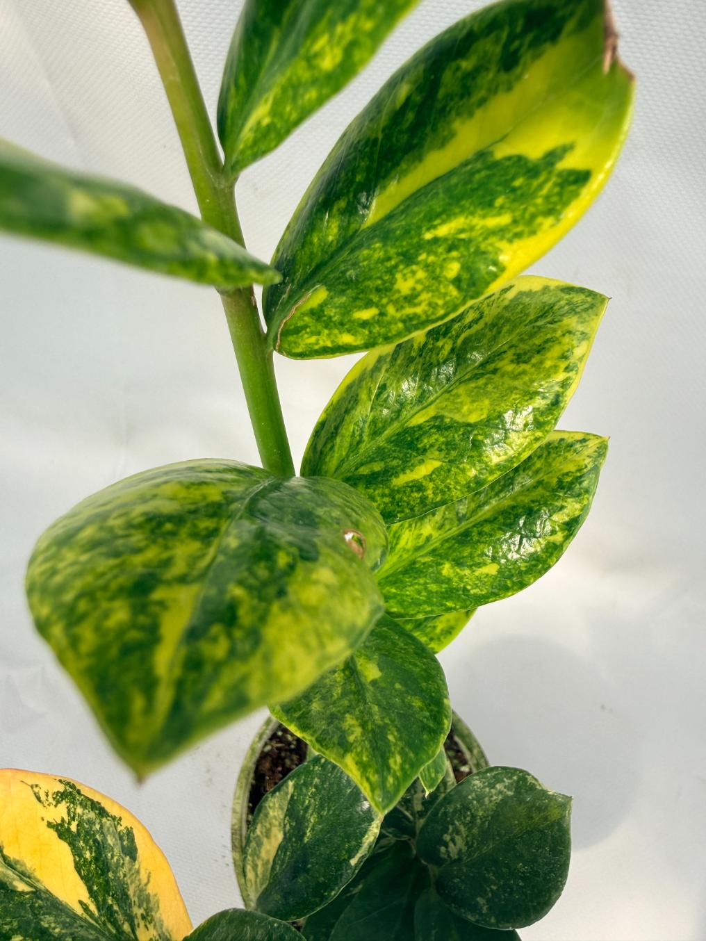 Zamiokulcas Zamiifolia Variegata