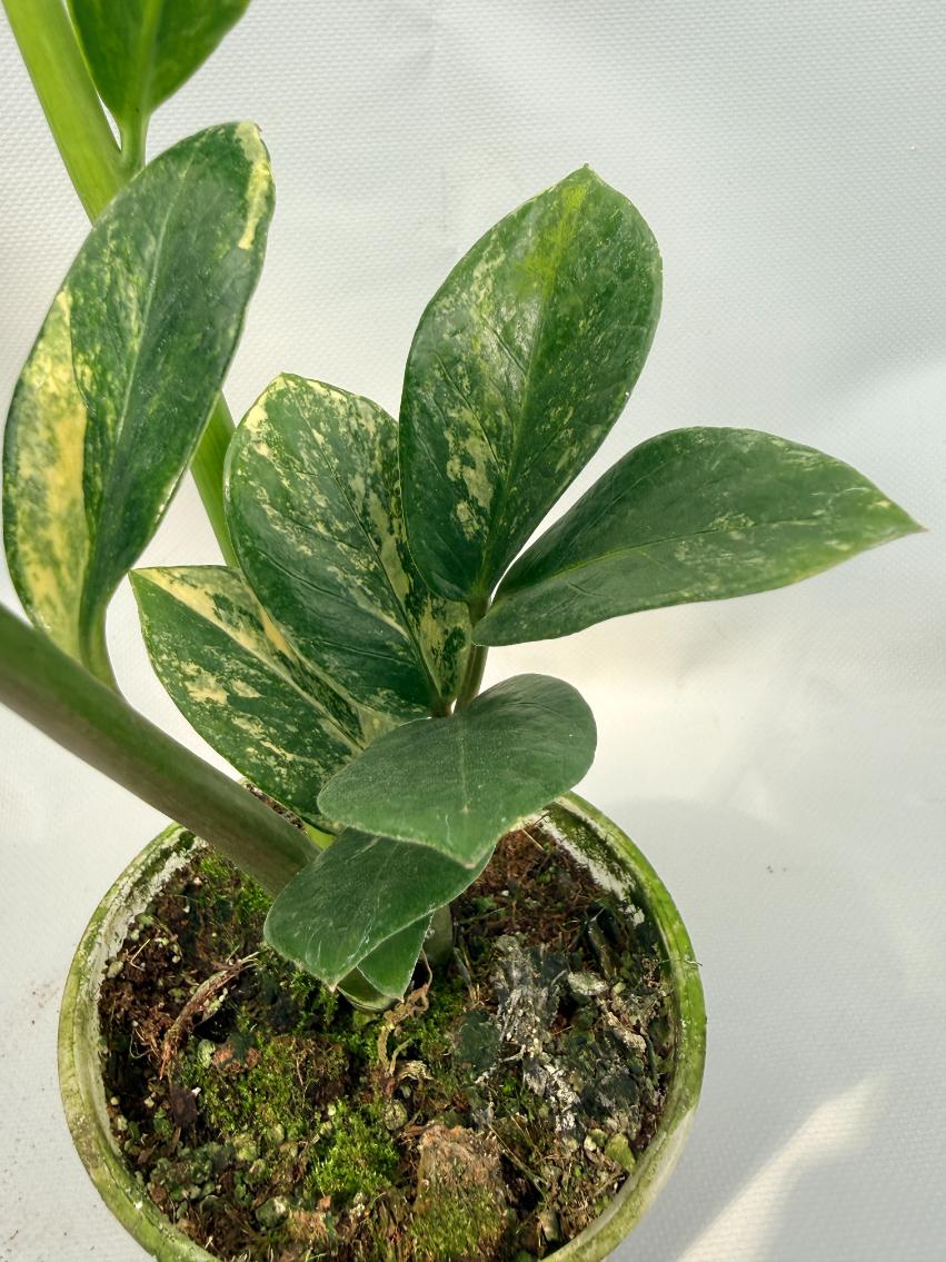 Zamiokulcas Zamiifolia Variegata