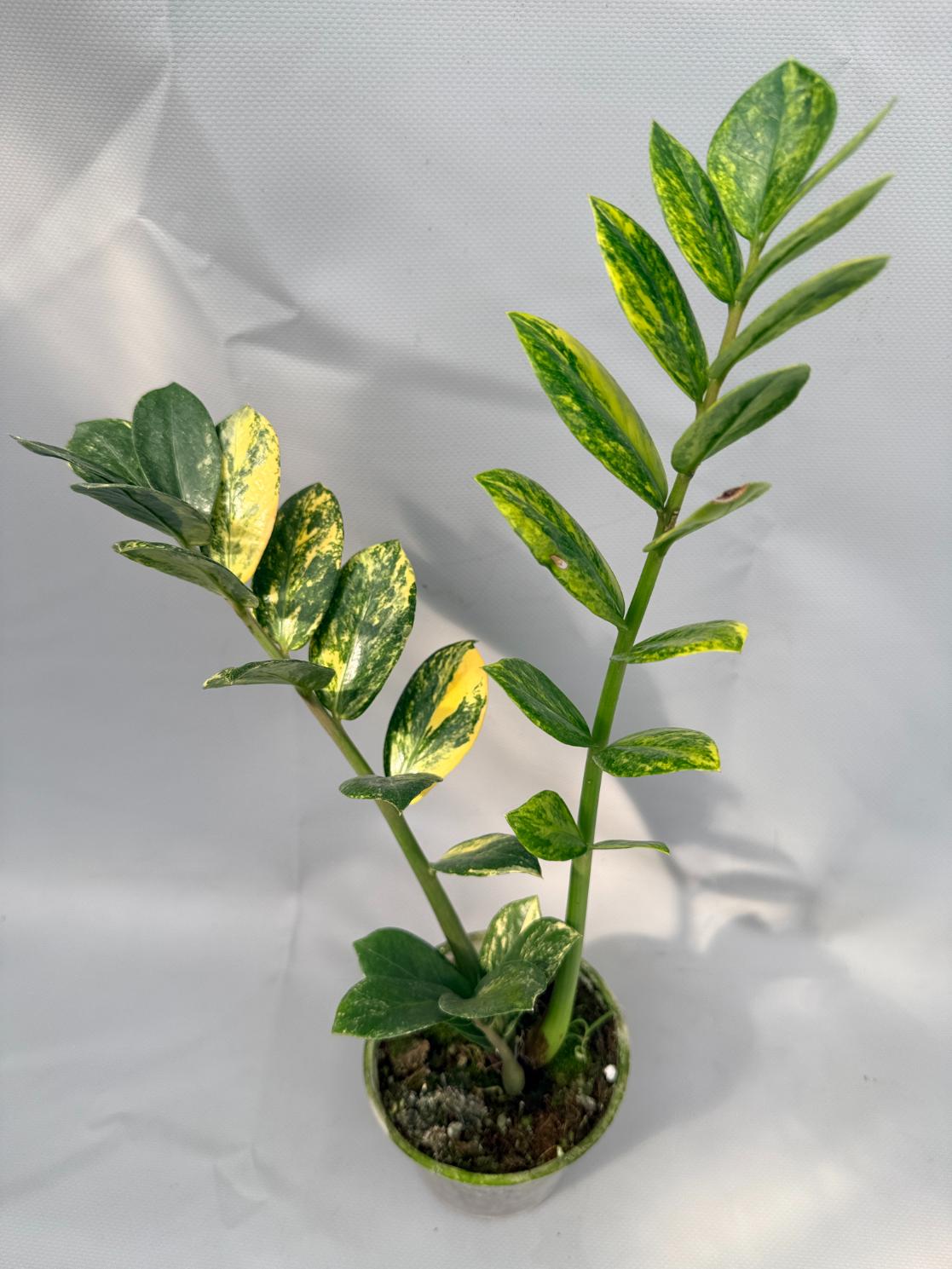 Zamiokulcas Zamiifolia Variegata