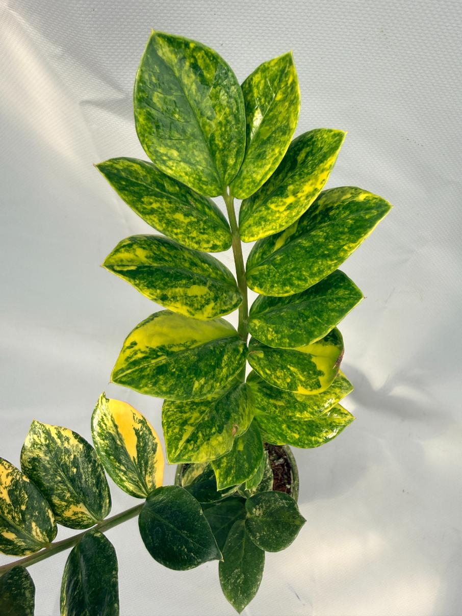 Zamiokulcas Zamiifolia Variegata