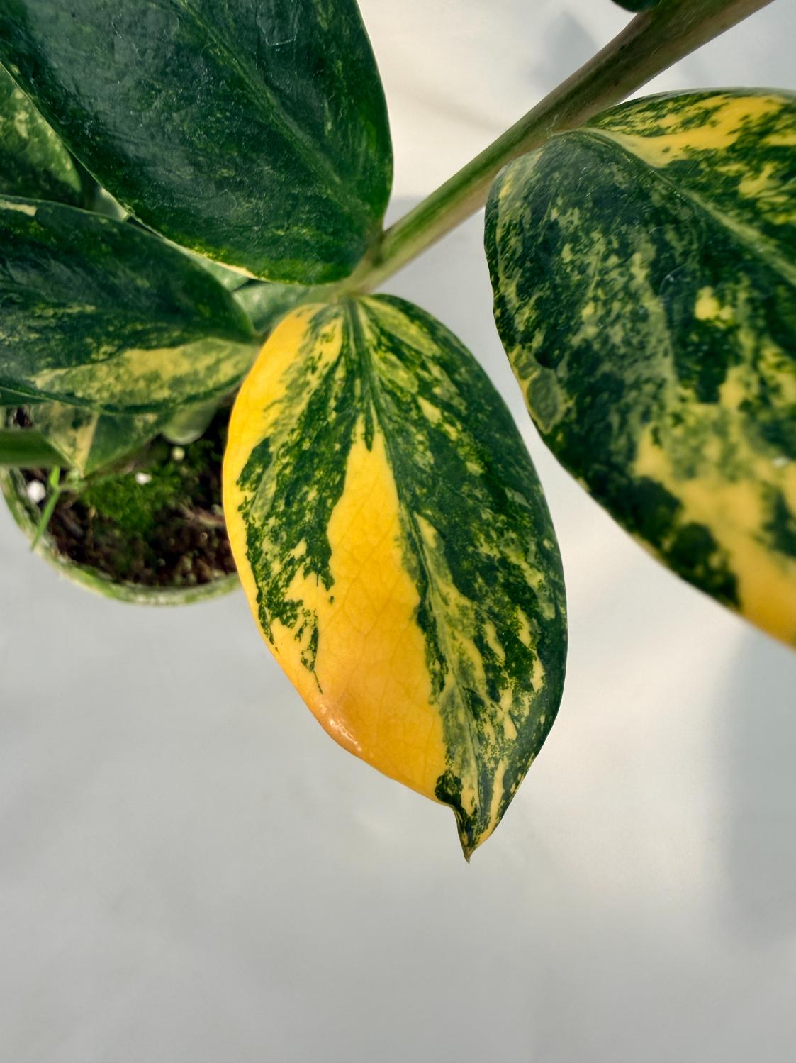 Zamiokulcas Zamiifolia Variegata