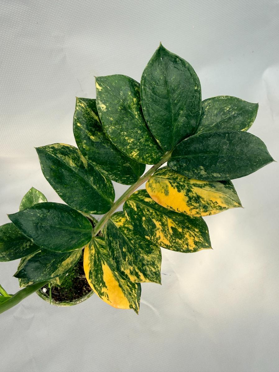 Zamiokulcas Zamiifolia Variegata