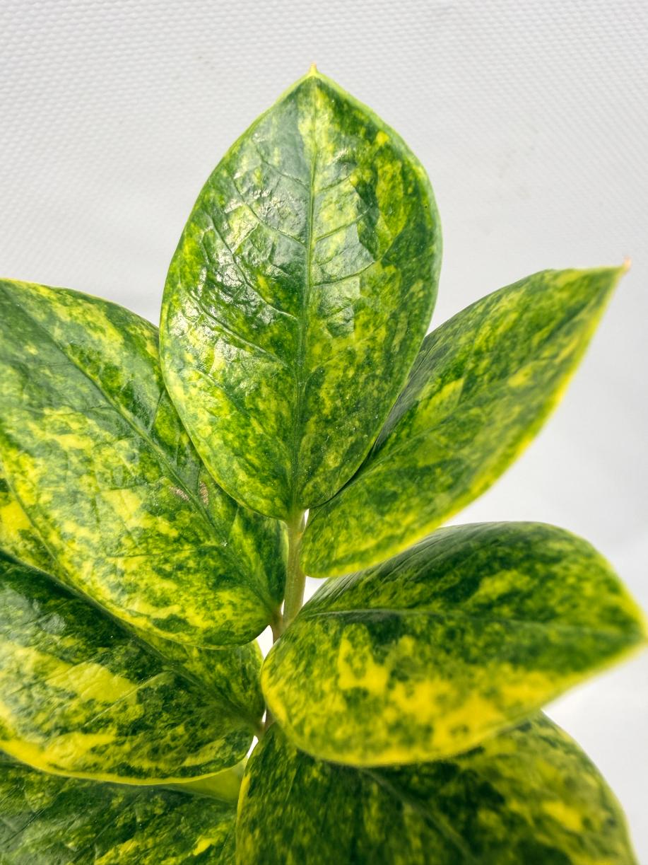 Zamiokulcas Zamiifolia Variegata