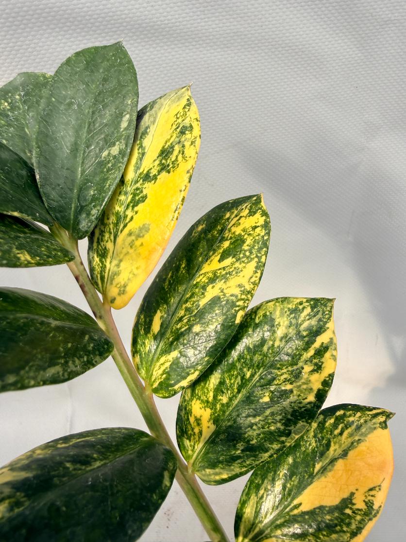 Zamiokulcas Zamiifolia Variegata